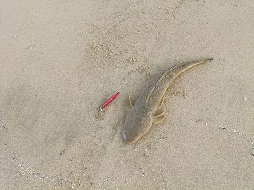 マゴチの釣果