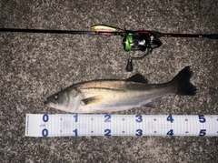 スズキの釣果