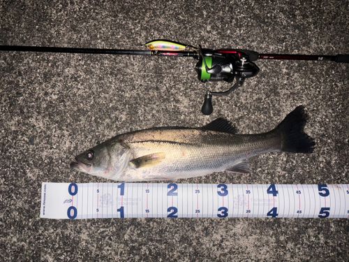 スズキの釣果