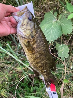 スモールマウスバスの釣果