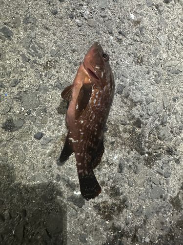 アコウの釣果