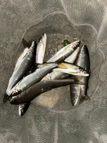 アユの釣果