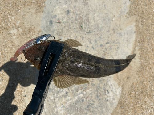 マゴチの釣果
