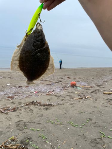 イシガレイの釣果