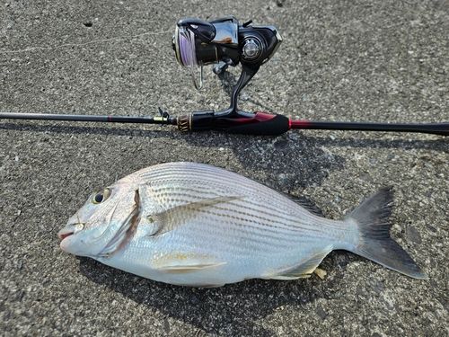 ヘダイの釣果