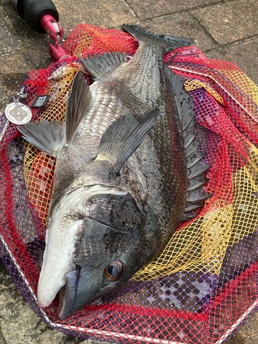 チヌの釣果