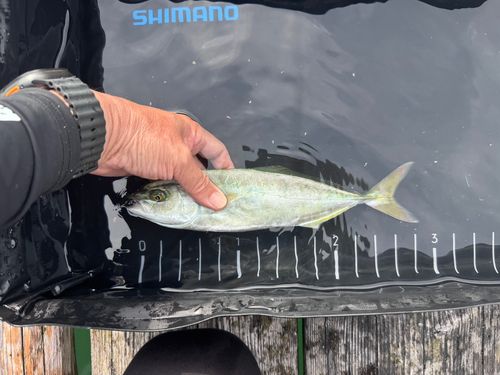 ツバスの釣果