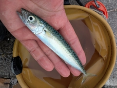 サバの釣果