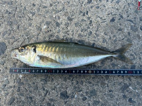 マルアジの釣果