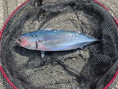 ソウダガツオの釣果