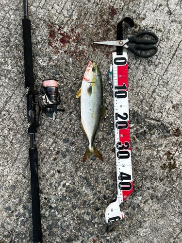 ヤズの釣果