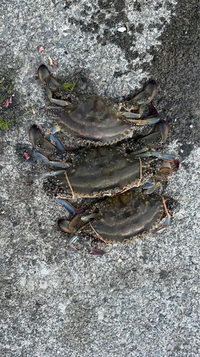 ワタリガニの釣果