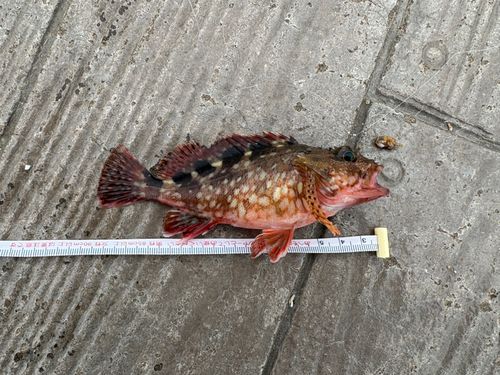 カサゴの釣果