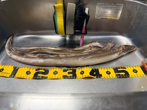 マアナゴの釣果