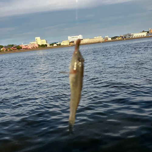 マハゼの釣果
