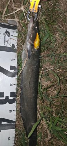 ニホンナマズの釣果