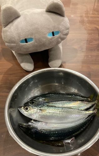 サバの釣果