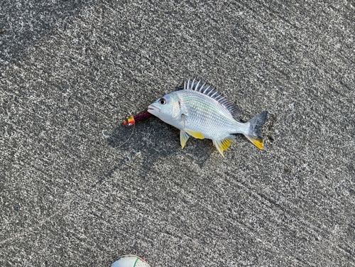 キビレの釣果