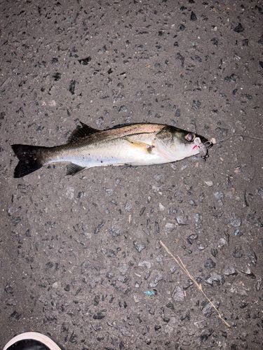 セイゴ（マルスズキ）の釣果