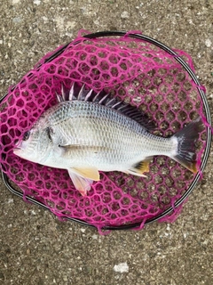 キビレの釣果
