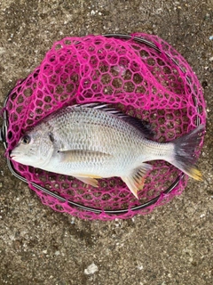 キビレの釣果