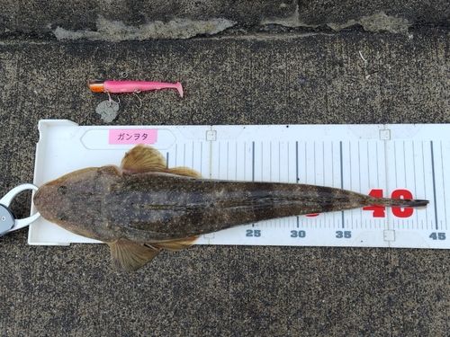 マゴチの釣果