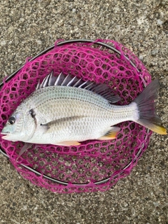キビレの釣果