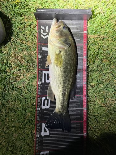 ラージマウスバスの釣果