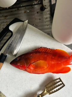 アカハタの釣果