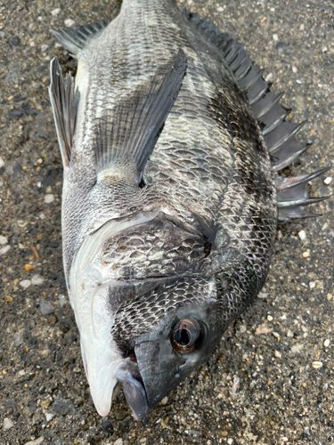 チヌの釣果