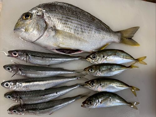 タイの釣果
