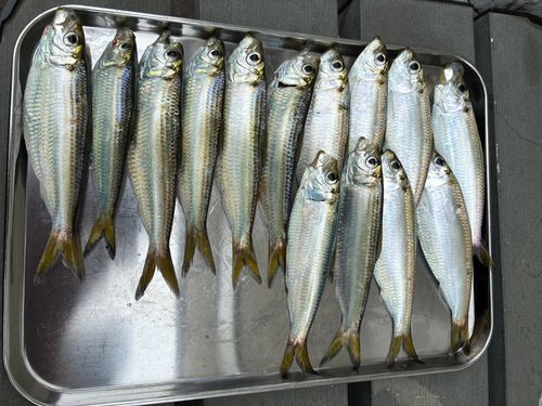 サッパの釣果