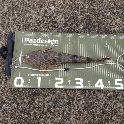 マゴチの釣果
