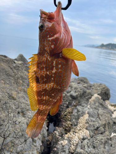 キジハタの釣果