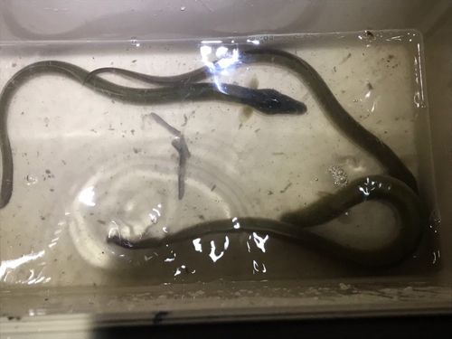 ウナギの釣果
