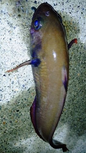 チゴダラの釣果