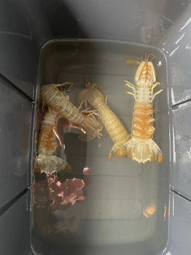 シャコの釣果
