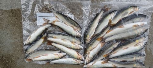 アユの釣果