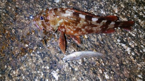 カサゴの釣果