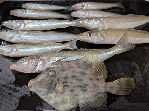 キスの釣果