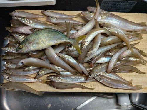 シロギスの釣果