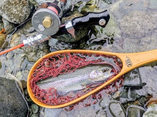 ニジマスの釣果