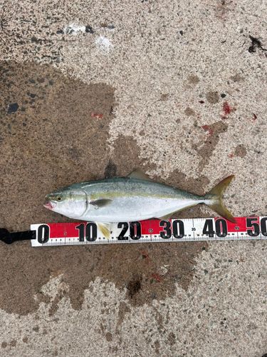 ハマチの釣果