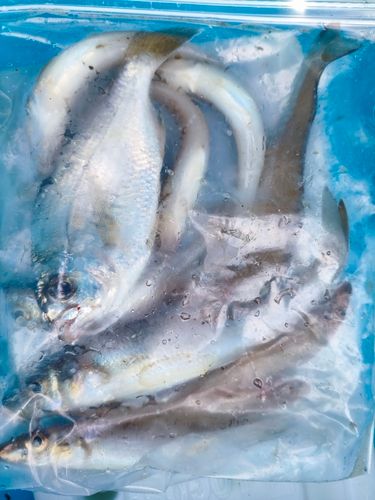 キスの釣果
