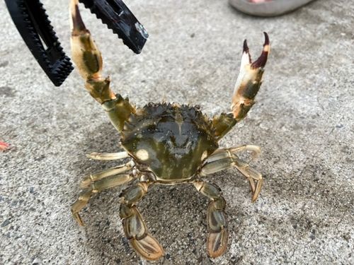 ワタリガニの釣果