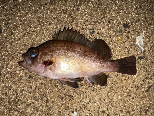 シロメバルの釣果