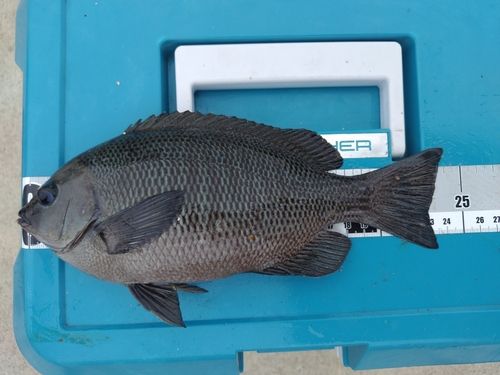 メジナの釣果