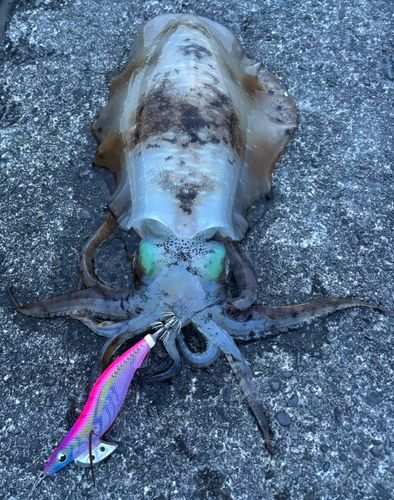 アオリイカの釣果
