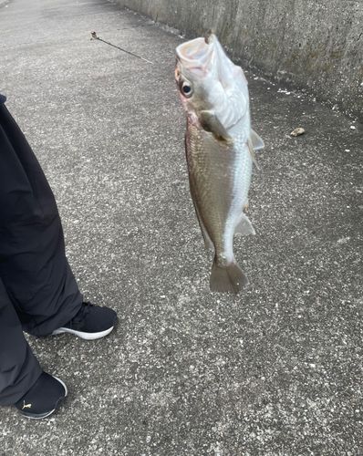 イシモチの釣果
