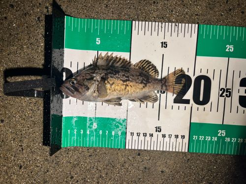 クロソイの釣果